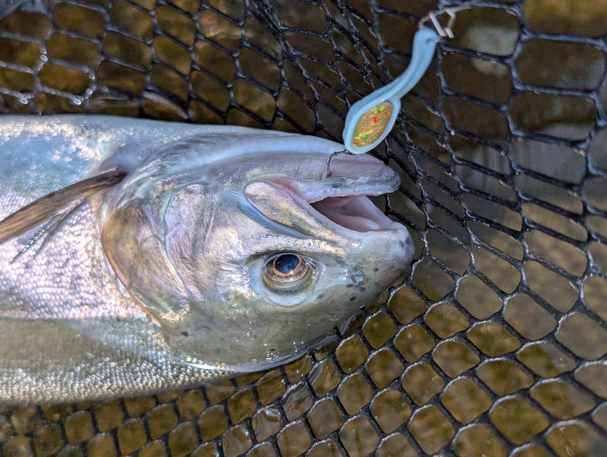 zattaTheBottle🍾🍻発売中！ tweet media