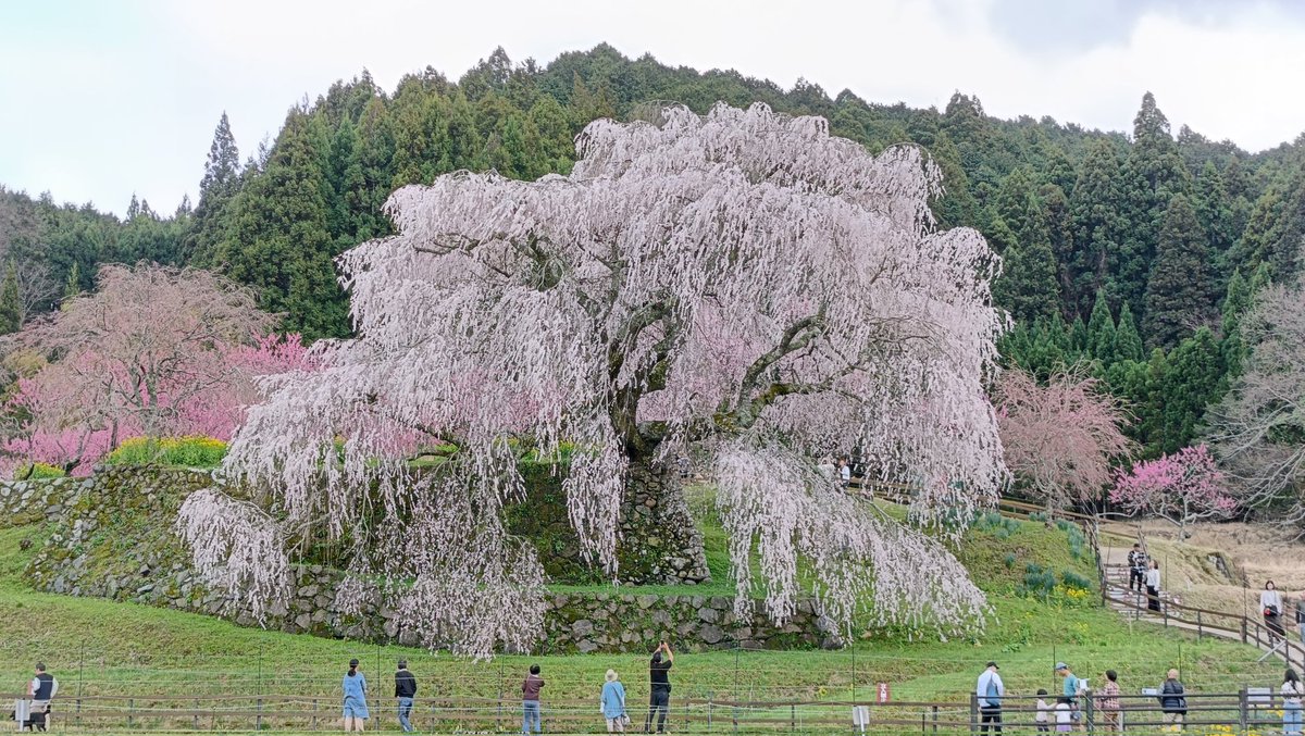 料理旅館 今阪屋 tweet media