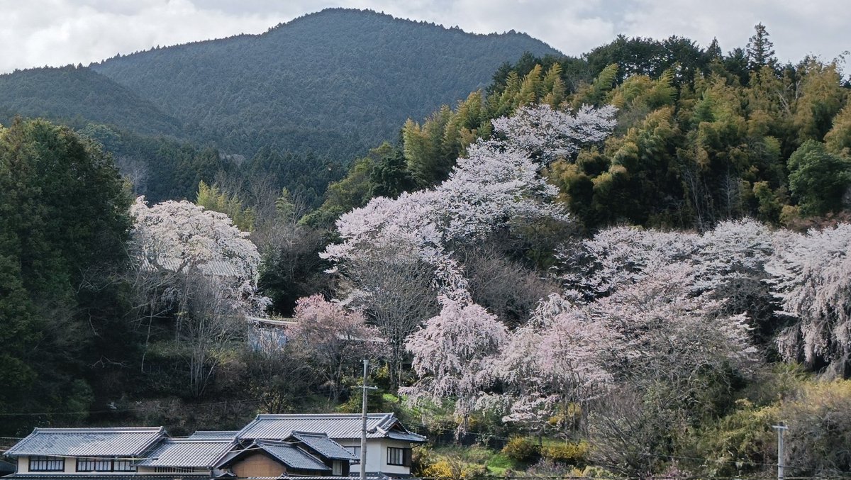 料理旅館 今阪屋 tweet media
