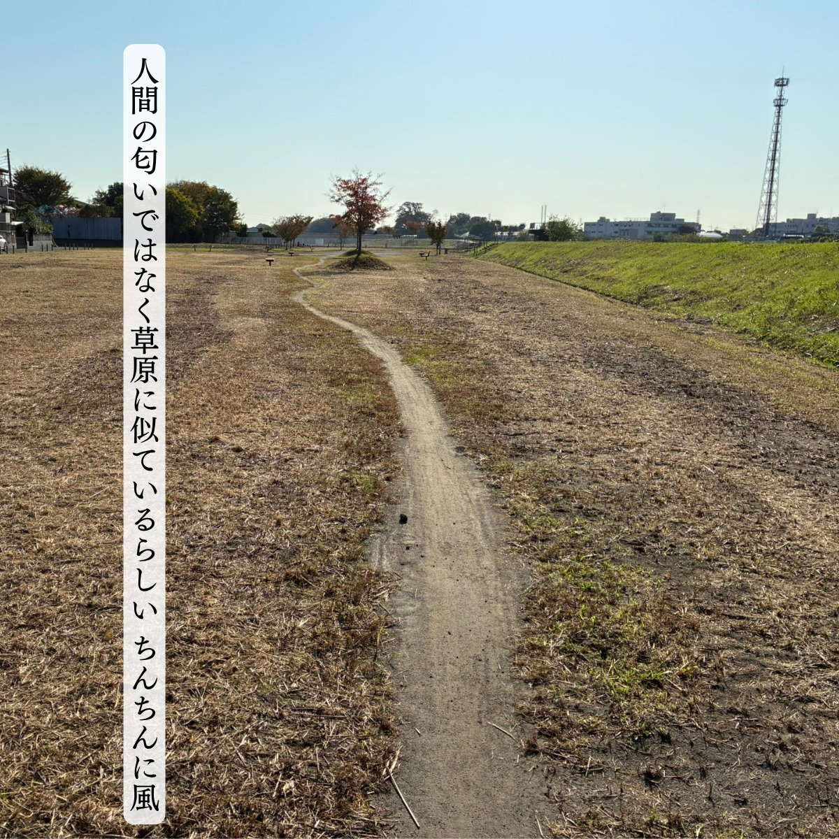 ちんちん短歌出版世界公式世界 tweet media