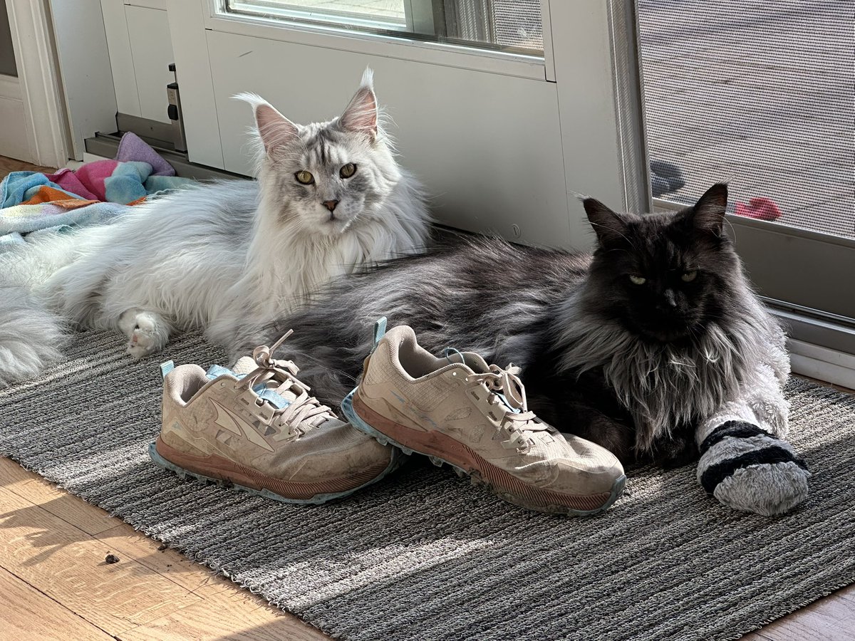 Ssb_Taiga's tweet photo. Kitties https://t.co/3VuZVdqdj9