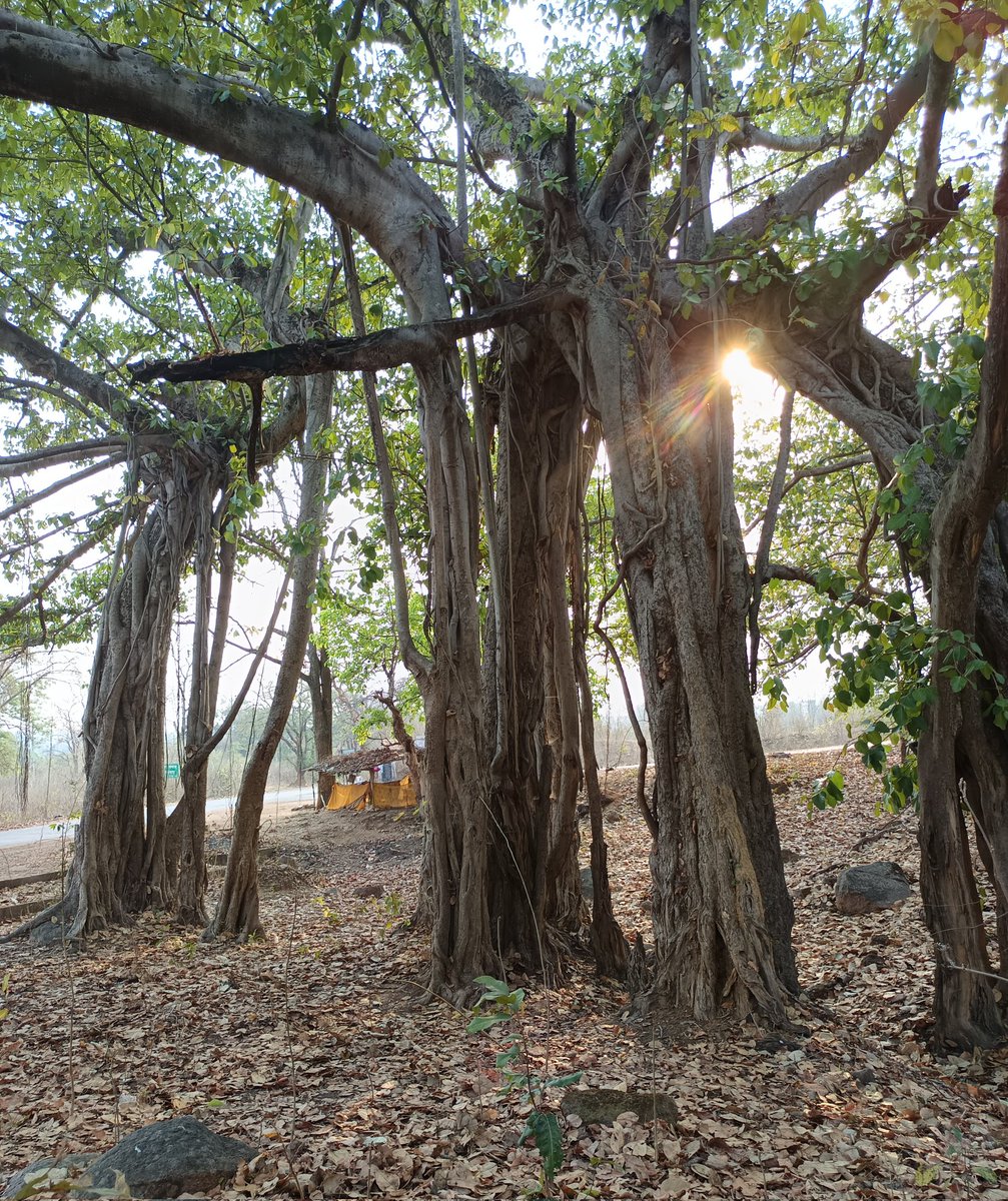 niileshraichura's tweet image. वृक्ष 🌴 

#Trees #Nature #Treetime
#Treepeople #Treeclub #Treelove
