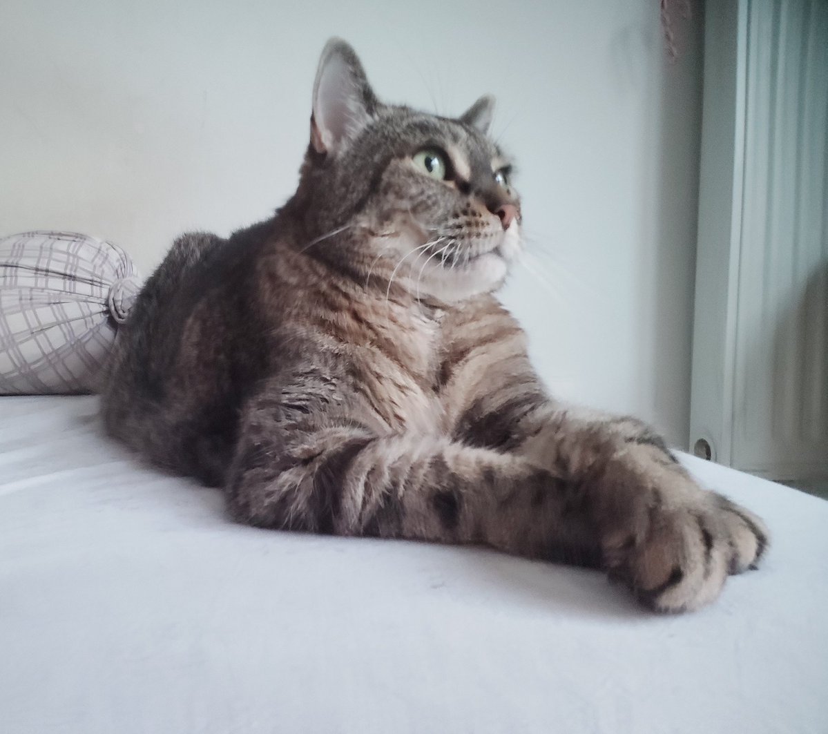 Don Grizzly Modeste tweet media