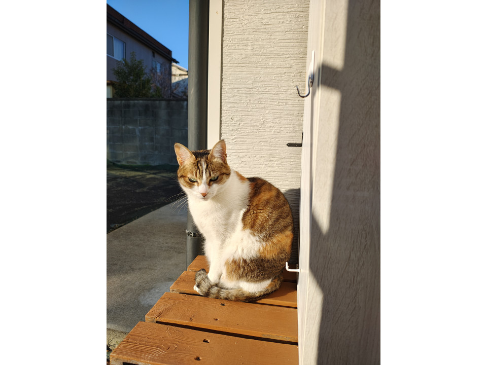 🔍捜索中
薄い色の三毛猫ちゃん

名前：桃
性別：♀
月齢：約6歳
いなくなった日：🗓2026年3月29日(日)
地域：兵庫県加古川市詳細：neko-jirushi.com/maigo/40547/