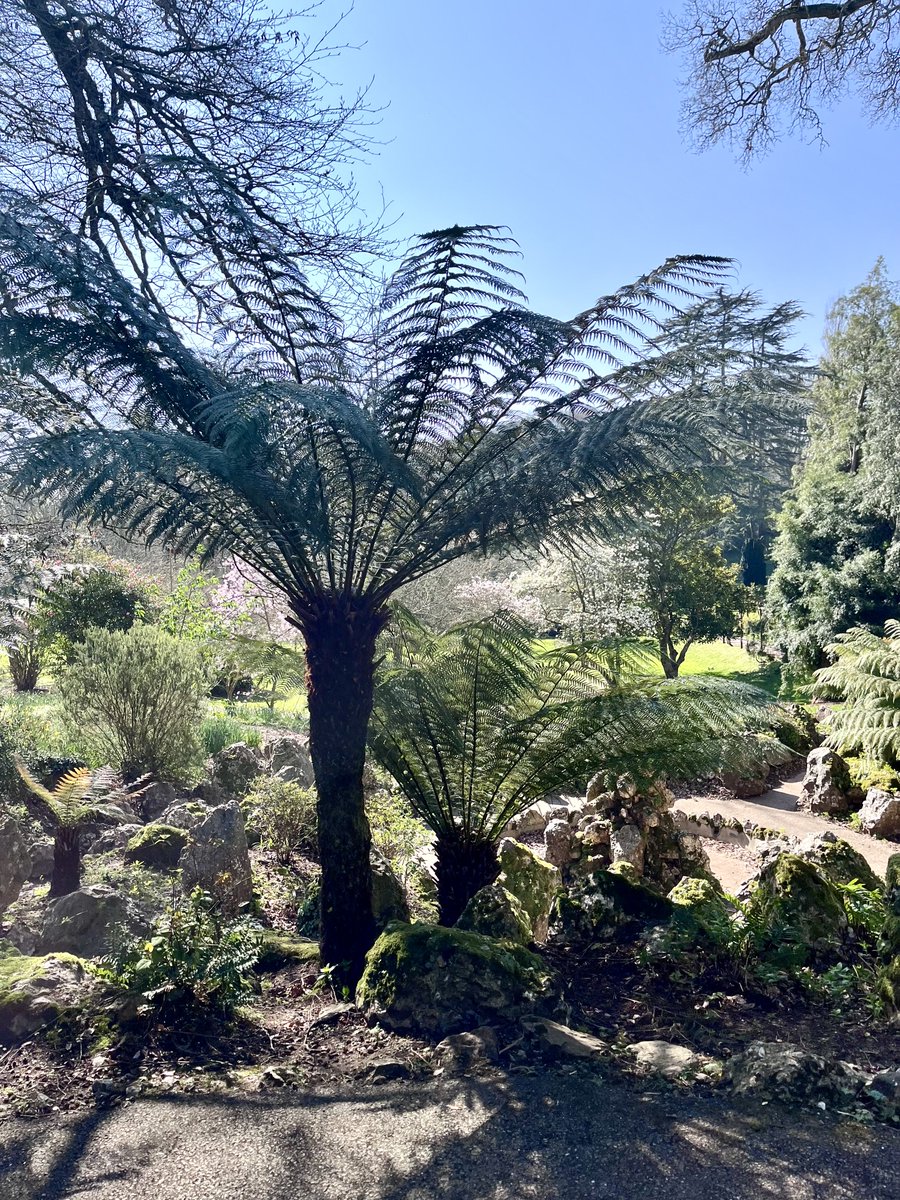 melanie_mjk's tweet image. A scenic, peaceful oasis of Palm Trees &amp;amp; evergreens from Bicton Botanical Gardens, Devon to wish everyone an enjoyable Treesday! 🌿🌴🌿 #thicktrunktuesday #Treesday #Tuesdaythoughts #Tuesdaydayvibes #Naturebeauty