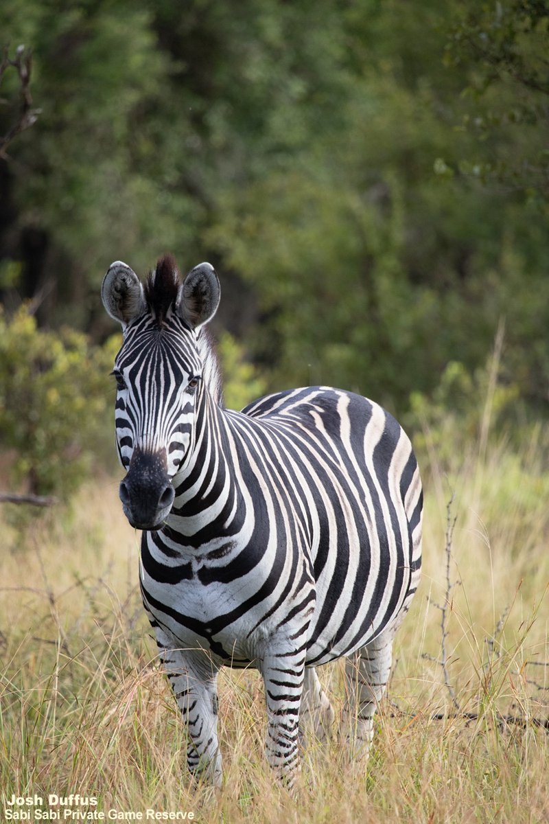 SabiSabiReserve's tweet image. Each zebra has a unique stripe pattern like a fingerprint. These stripes may deter biting flies and help regulate body temperature by creating small cooling air currents. #zebra #wildlife #safari