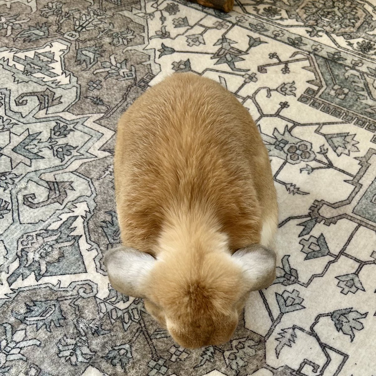 東雲 鈴音 tweet media