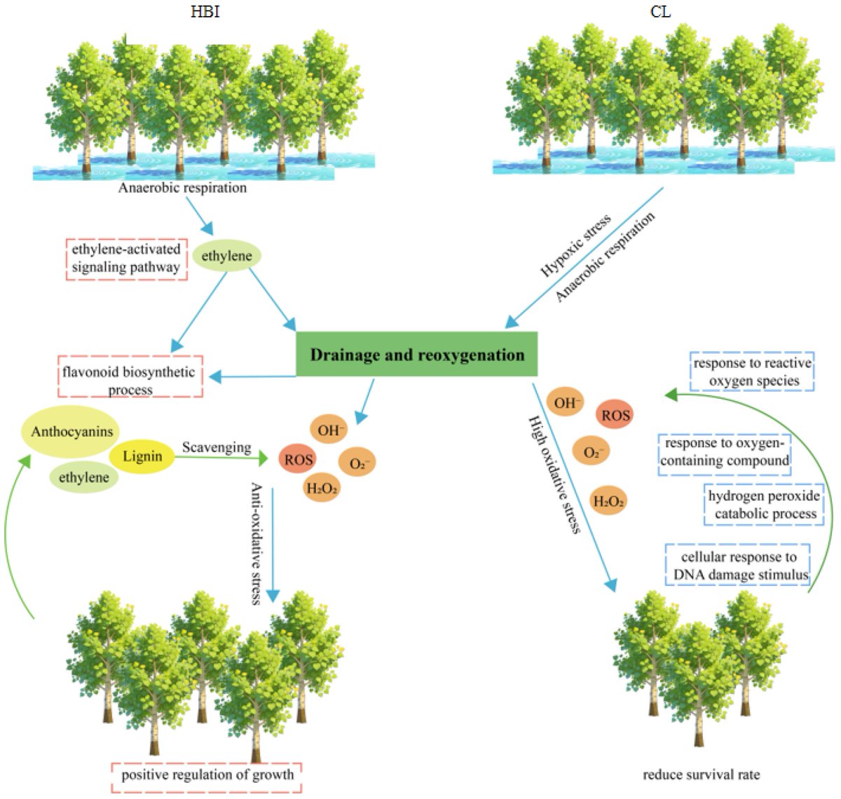 Plants_MDPI's tweet image. 🌊 73.9% survival after 7 years of seasonal flooding — what makes this poplar cultivar so resilient?

Transcriptomics reveals hormone signalling, flavonoid defence &amp;amp; photosynthetic recovery as the key advantages.

🔗 Read more: brnw.ch/21x1bPp

#Poplar #Transcriptomics