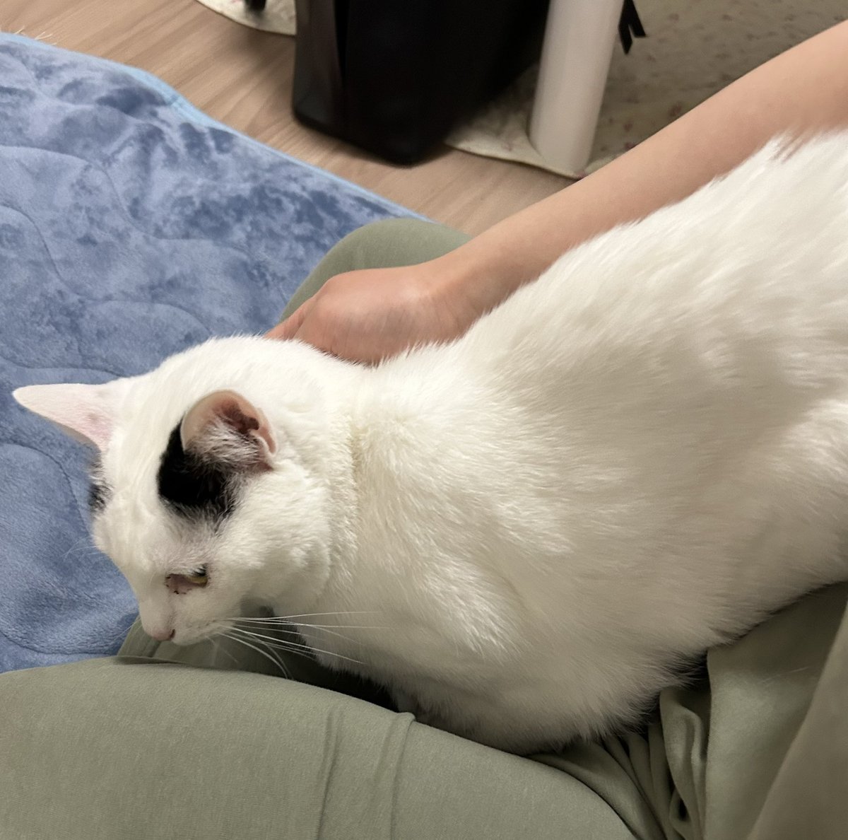 ウルちゃんの飼い主🐱 tweet media