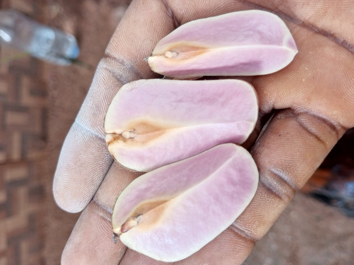 Onwa_Nnewi tweet media