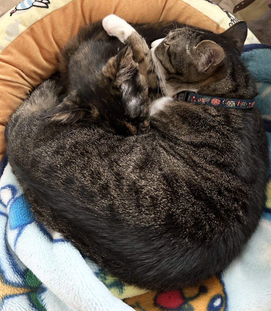 🐉\(GÅO)/🪁 tweet media