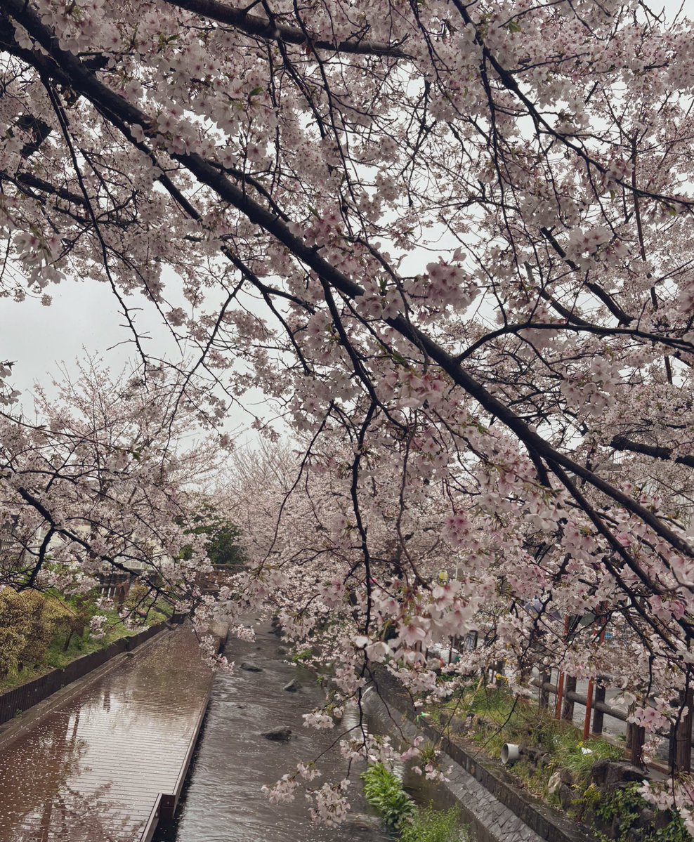 でりばど🐸🐳 tweet media