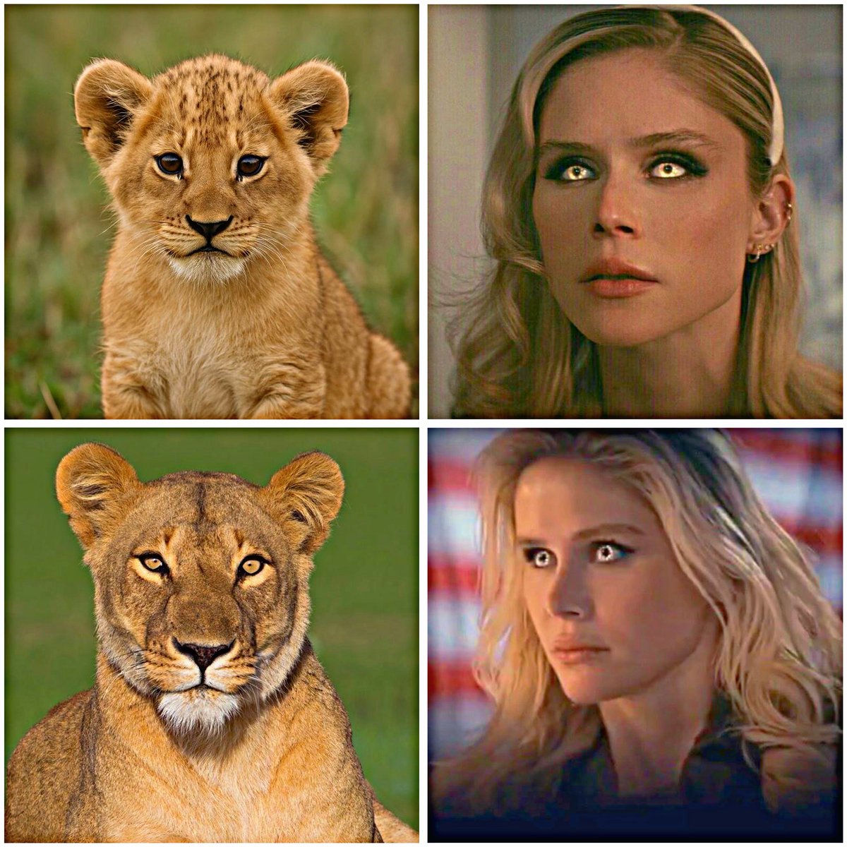 🇺🇸 tweet media