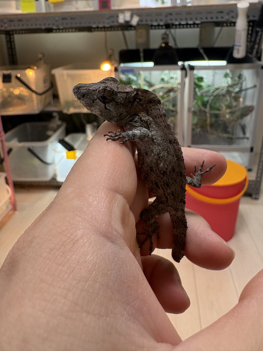 lien（リアン） 4月11日BS‼️ tweet media