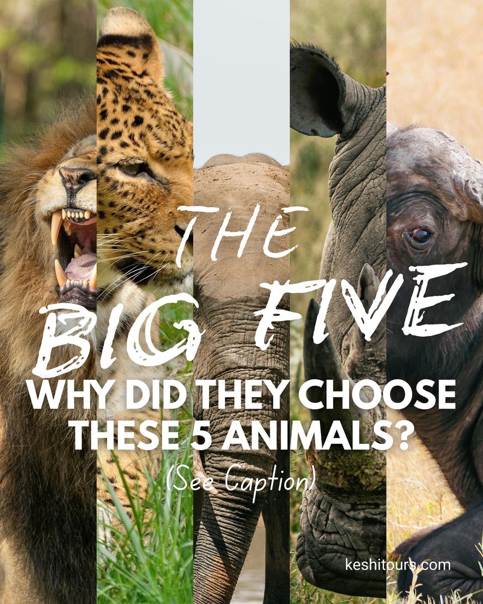 KESHI TOURS tweet media