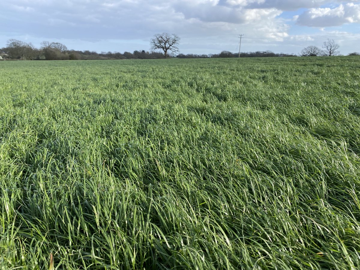 sussexfarming's tweet image. Lots of cows need lots of grass and produce lots of muck, they’ve grown this grass themselves, no added products other than sun &amp;amp; rain #farming #grass #sustainable #beef