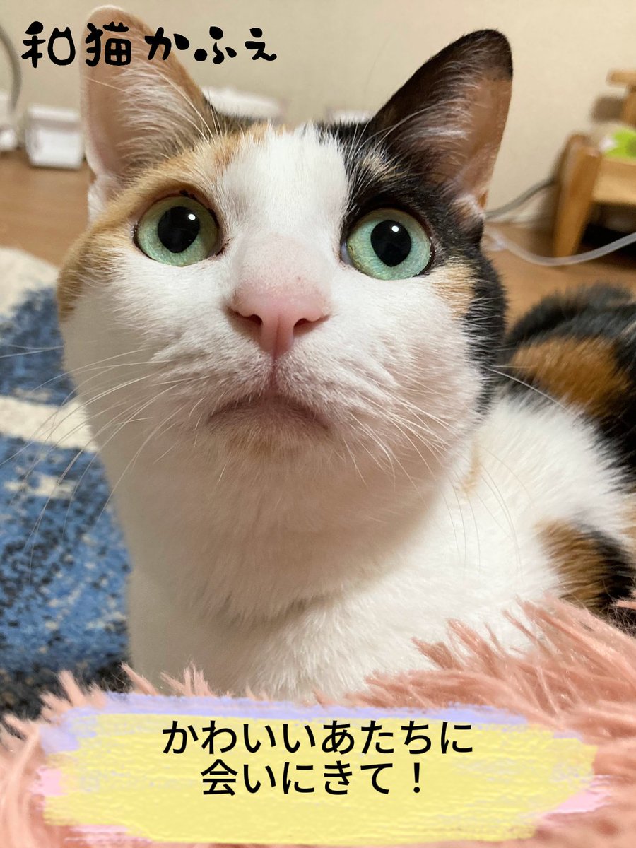 保護猫カフェ😺和猫かふぇ@横浜三ツ沢😸（完全予約制１名様でも貸切） tweet media