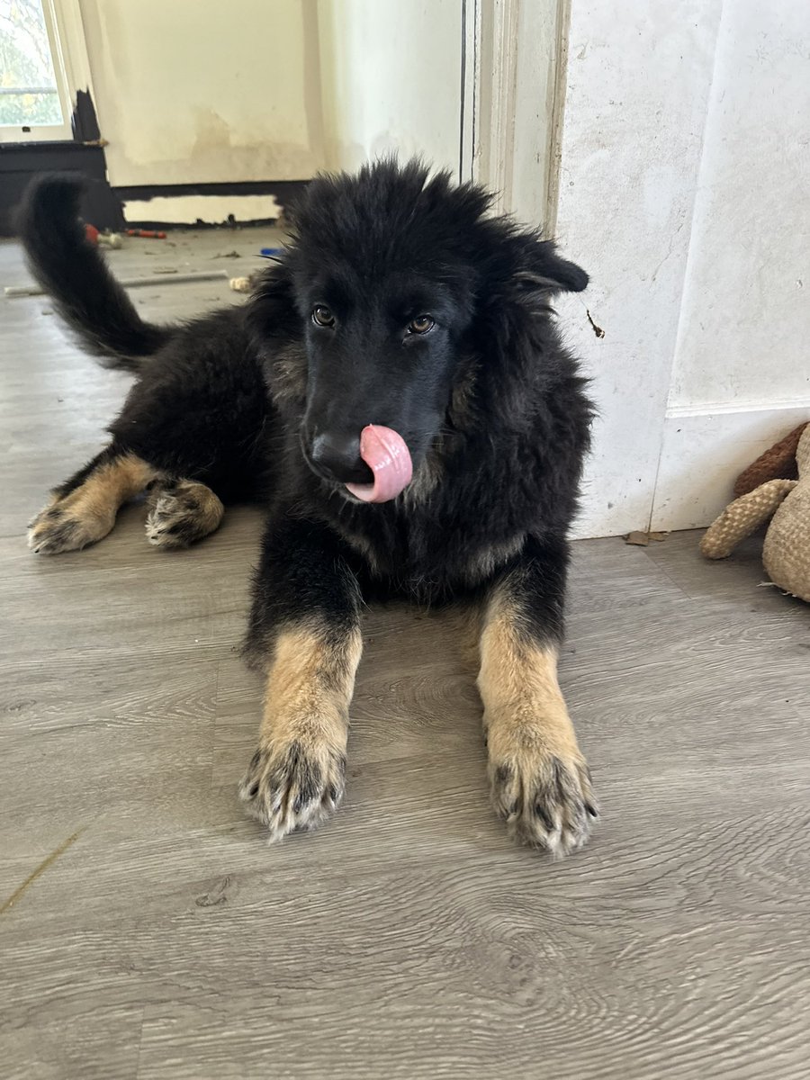 𝕆𝕡𝕙𝕖𝕝𝕚𝕒 𝒫𝑜𝓅𝓅𝓎 w͎e͎a͎r͎e͎c͎h͎a͎r͎l͎i͎e͎ tweet media