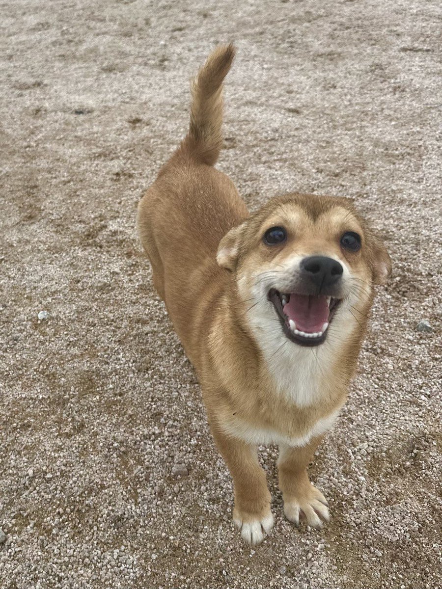 홍성보호소 입양 홍보 tweet media