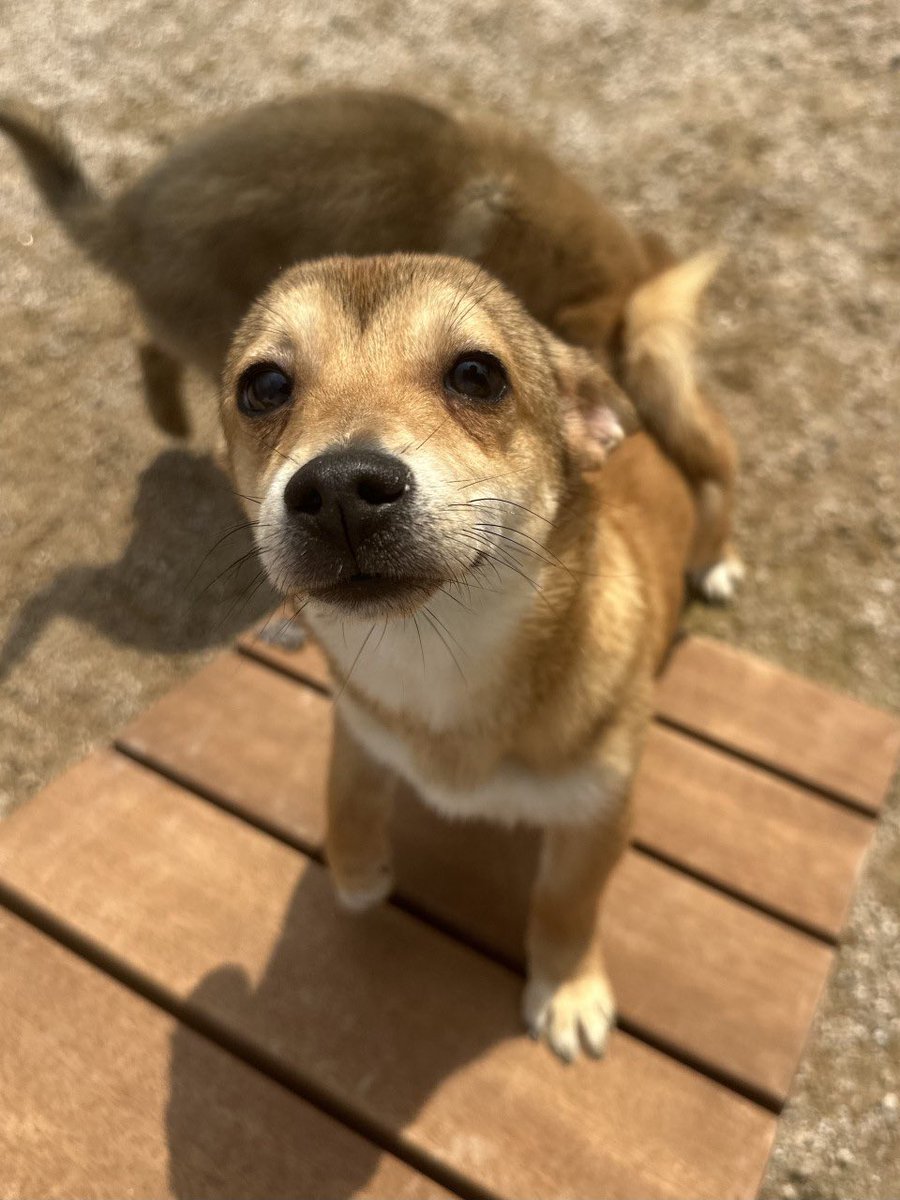 홍성보호소 입양 홍보 tweet media