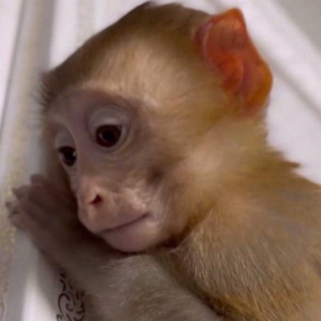 thalezin tweet media