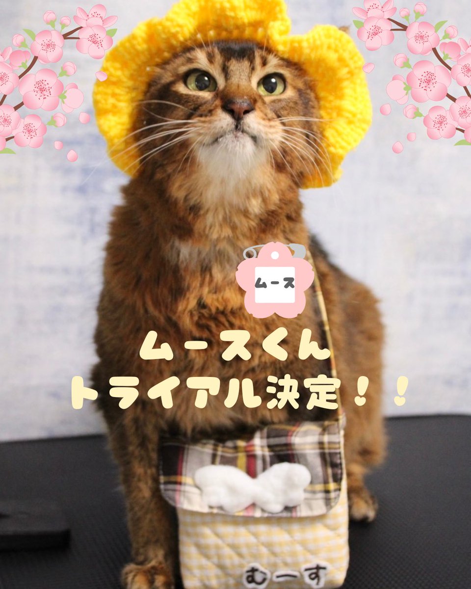 ウリエル里親募集 tweet media