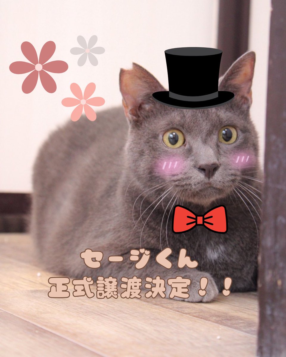 ウリエル里親募集 tweet media