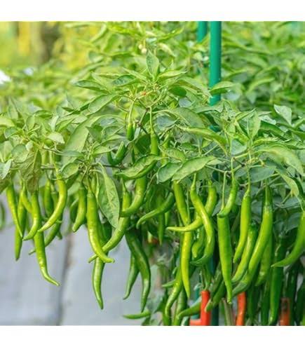 Surendra Yadav tweet media