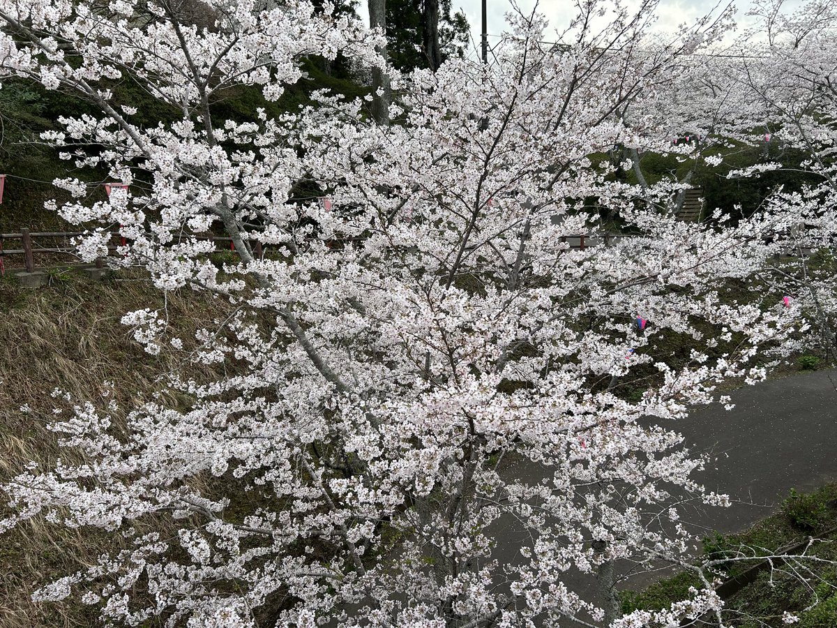 suno（すの　スノ） tweet media