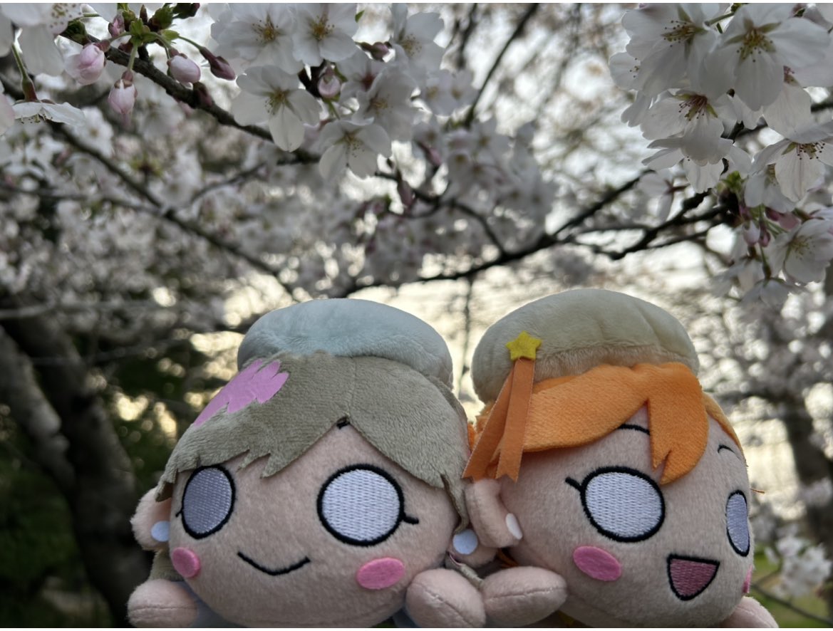 suno（すの　スノ） tweet media