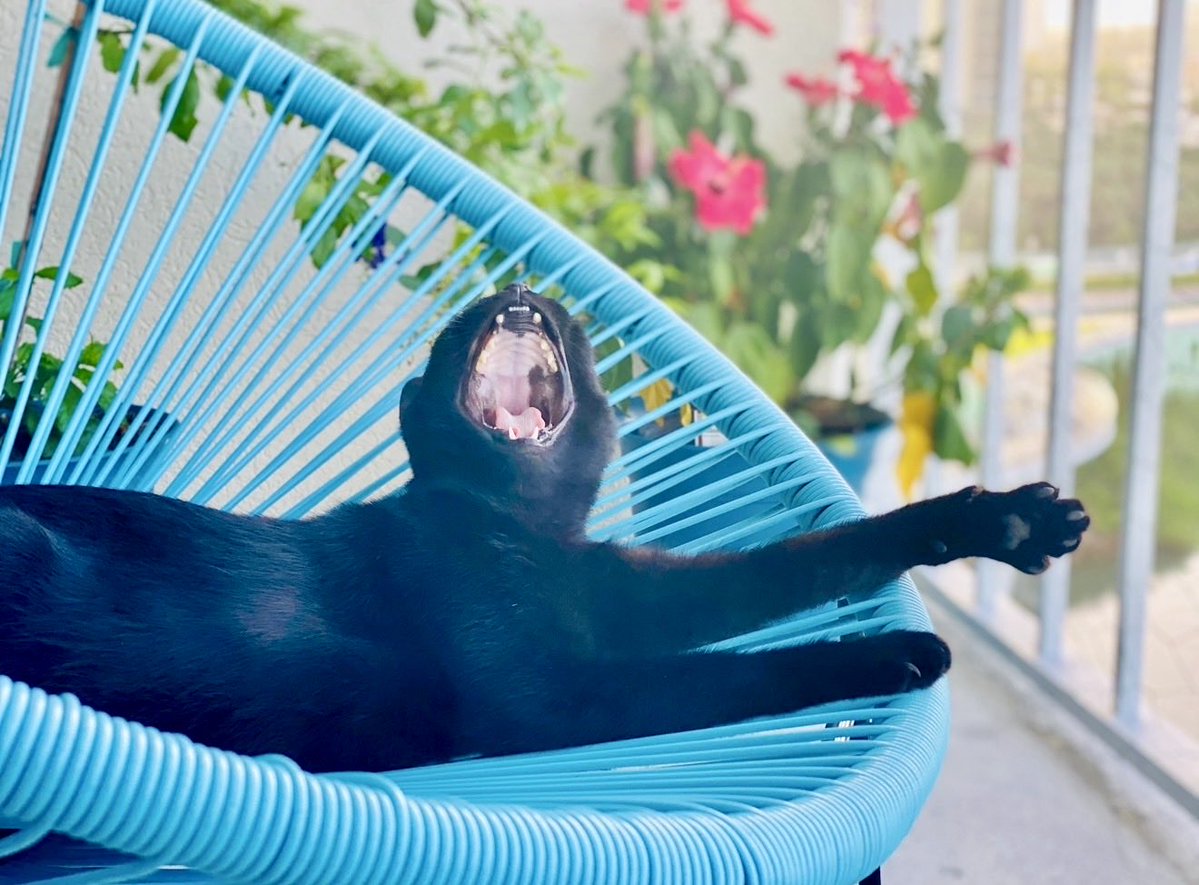 FreedomCADValor 🇺🇸🔱🦅 tweet media