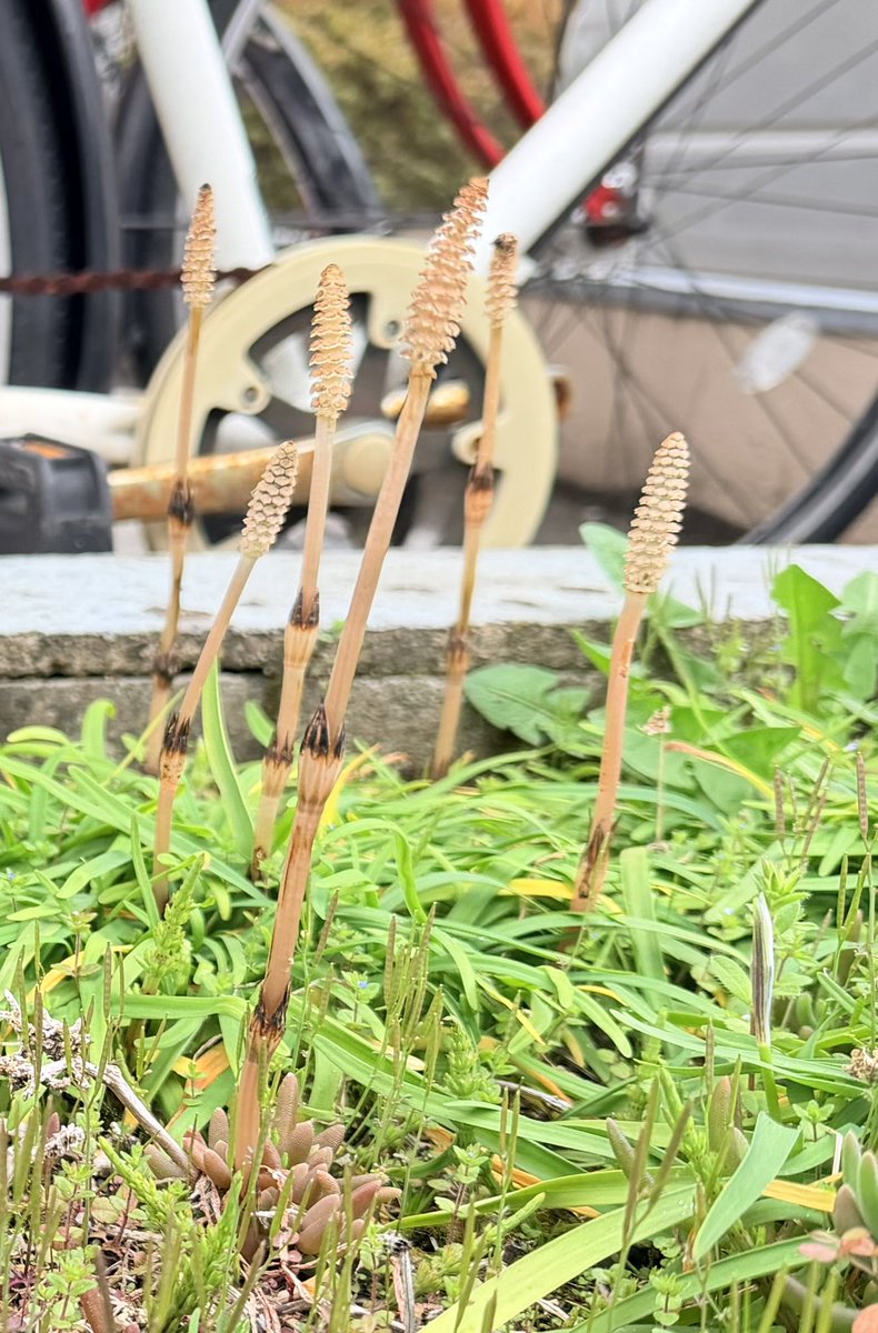 岡本 ナミ tweet media