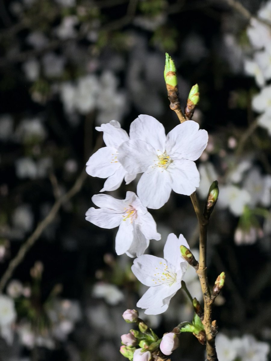 岡本 ナミ tweet media