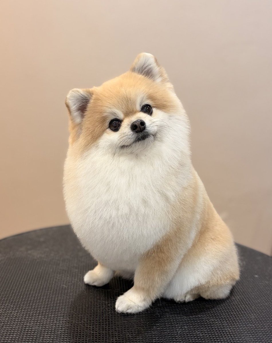 ぷりてぃーぬ tweet media