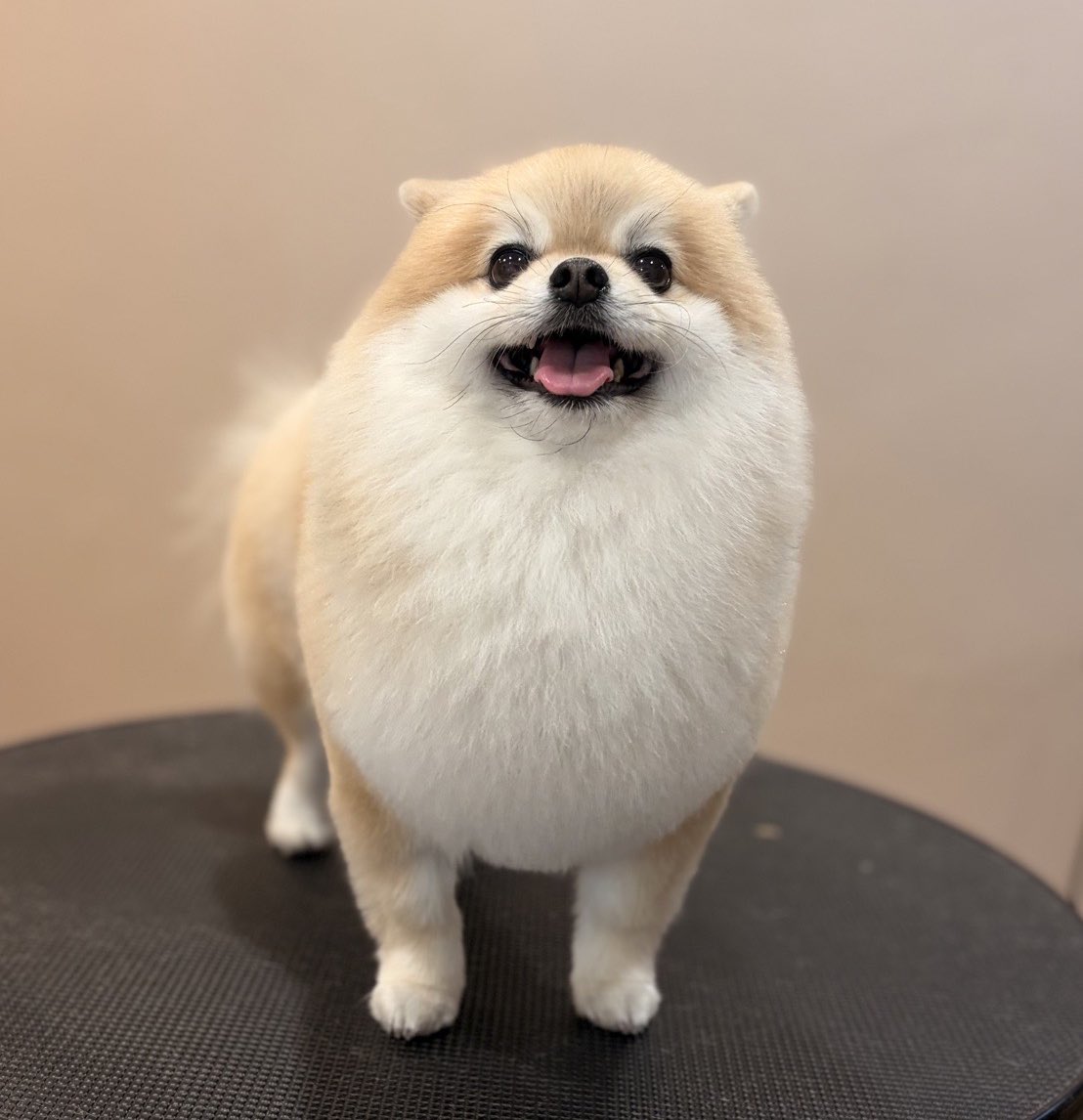 ぷりてぃーぬ tweet media