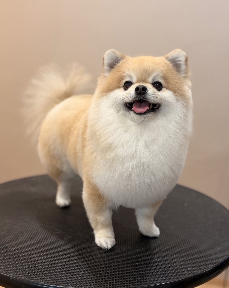 ぷりてぃーぬ tweet media