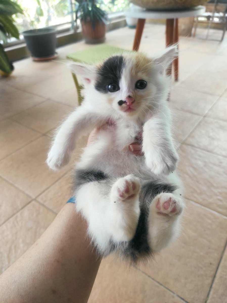ast7464's tweet photo. @_n0t4lfiaccount Jelas bkn kucing murni domestik. Ini kucing2 adopsi terbaru saya. Satu keluarga, ibu &amp; 4 anak yg dibuang di kardus di pinggir kali. Ibu &amp; salah satu anaknya gondrong. Skrg kucing2 bagus pun byk yg buang https://t.co/v4D8oyvHca
