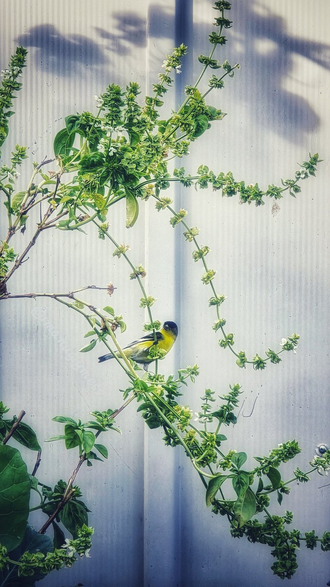 imanuglymess's tweet image. Just wing it. #getoutside