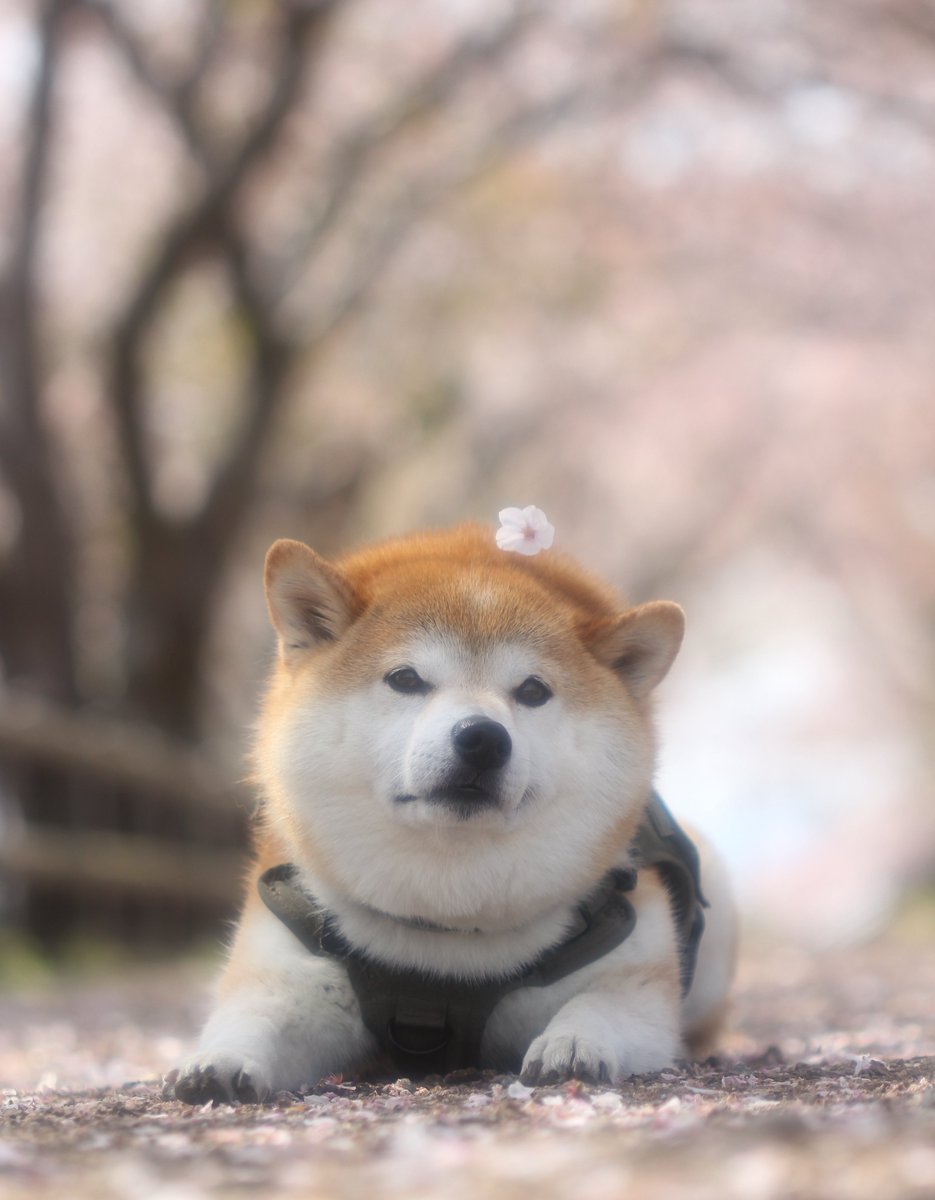 太郎空将 tweet media