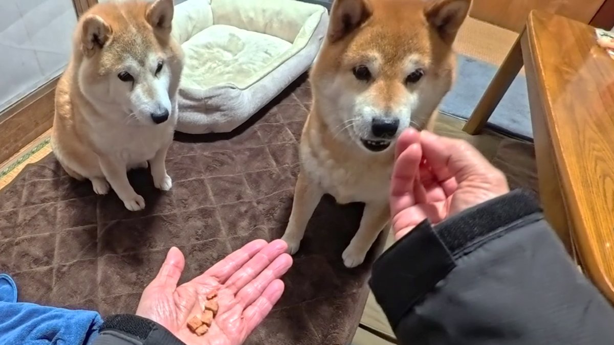 GMJpaCSCbuIDYDw's tweet image. 天気が落ち着くまでお部屋であそぼう！
#dog #shiba #犬 #柴犬 #丸柴 #犬のいる生活 #柴犬がいる暮らし
くわしくはコチラから
youtu.be/IuijPp-LYY0 @YouTube