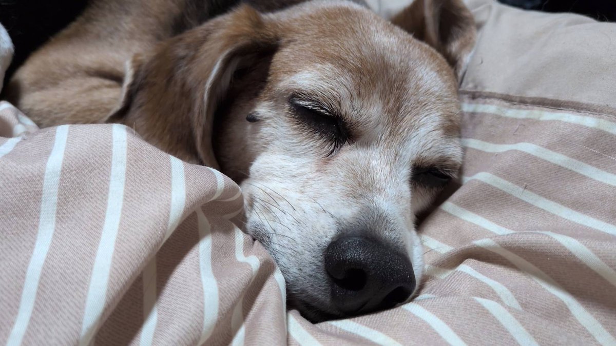 たけやん tweet media