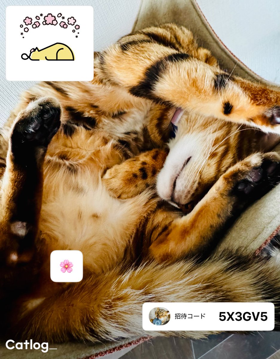 Catlog（キャトログ） tweet media