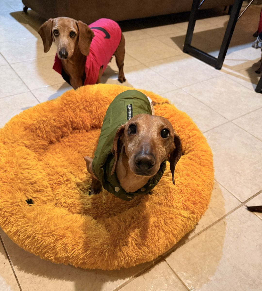 Queridos amigos 🐾
Se terminó el alimento de los chicos, también las provisiones para la limpieza del cuartel. Nos urge comprar croqueta y alimento blando para los abuelos. 
Cada bulto tiene un costo de $613 y la cajita de sobres $306. Si desean poner un granito de apoyo será de