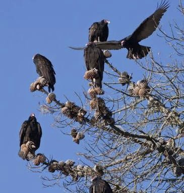 Letitbe 🖤💜🇨🇺🇺🇸 tweet media