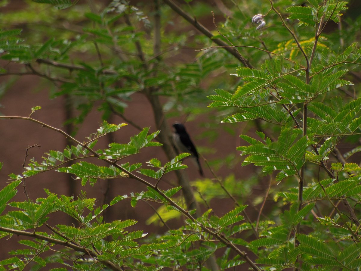 barriguinha mole é não binário :3 tweet media