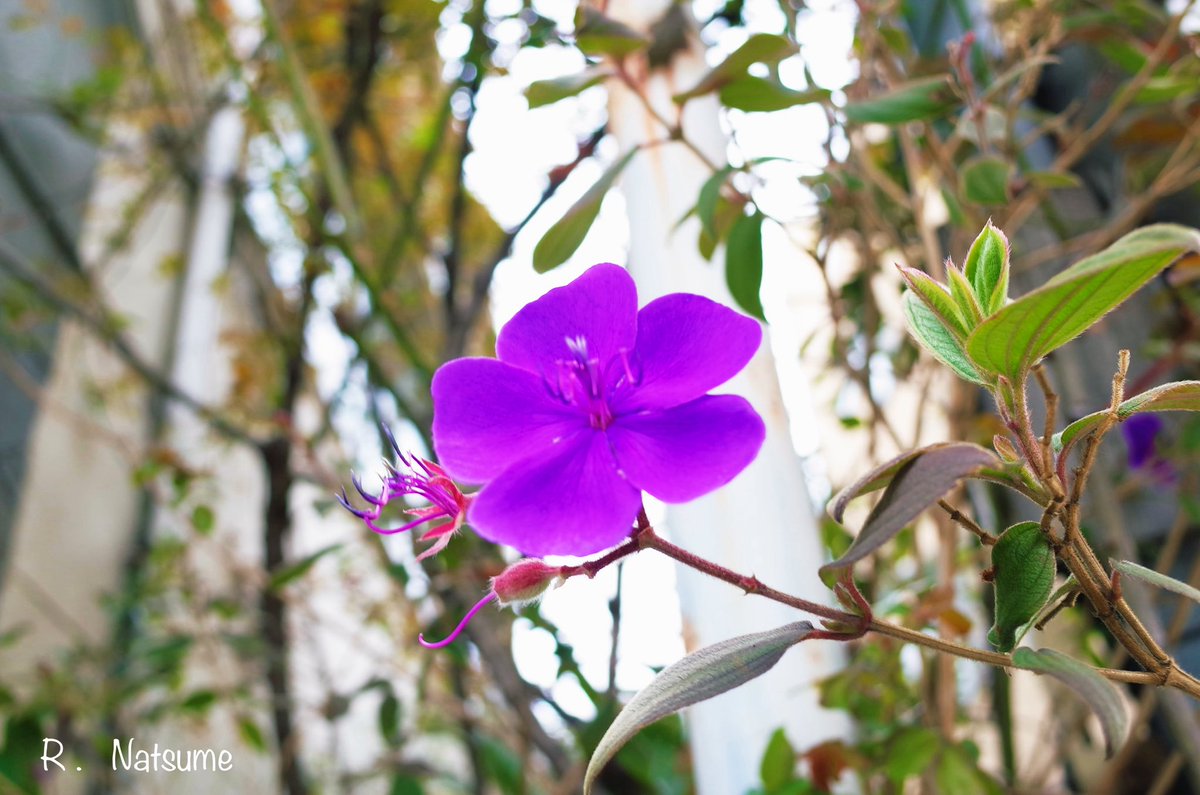 Natsume(R-camera) tweet media