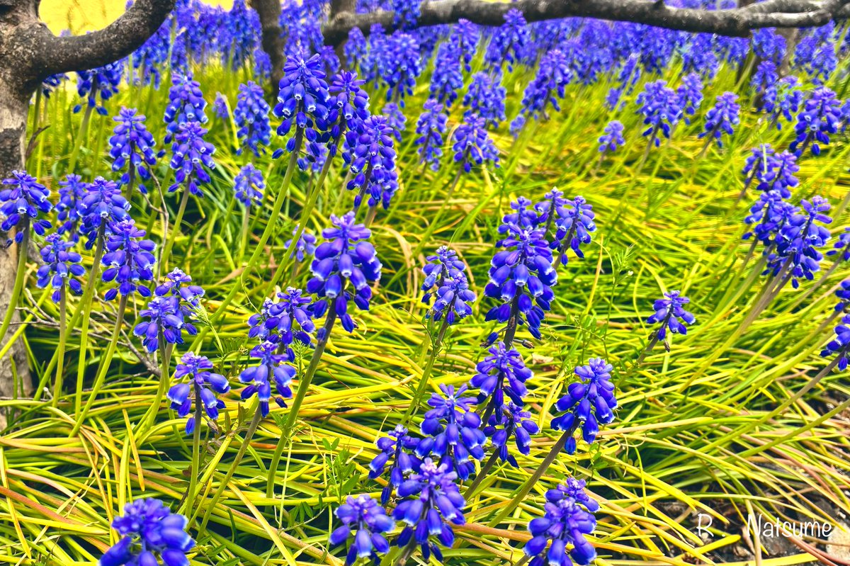 Natsume(R-camera) tweet media