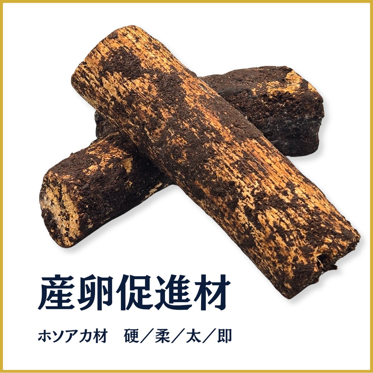 昆虫専門店【鍬鉄】 tweet media