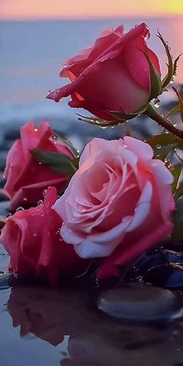 أم قصي 🇦🇪💚💚 tweet media