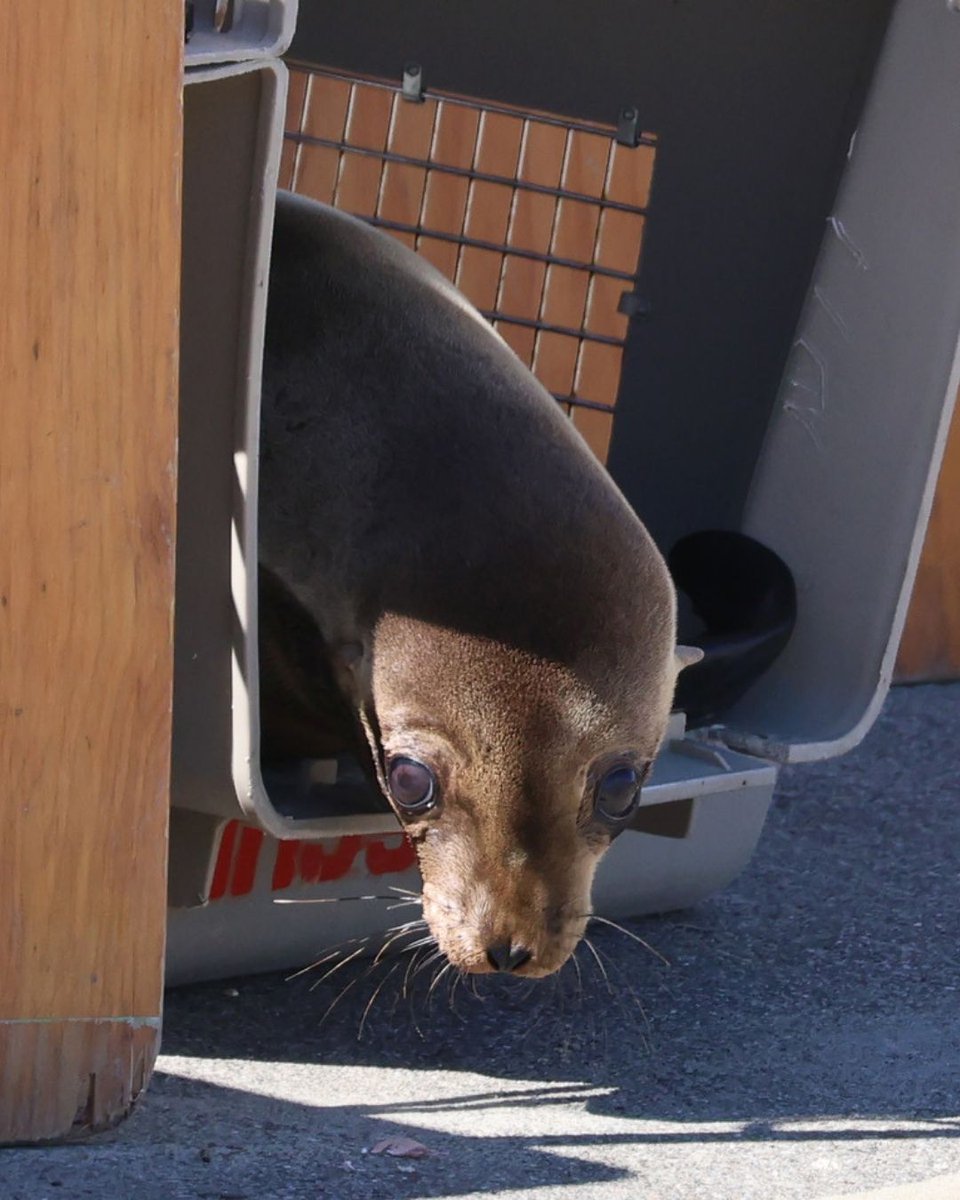 The Marine Mammal Center tweet media